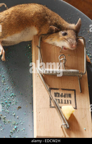 Dead mouse caught in a mouse trap in a shed out building UK Stock Photo