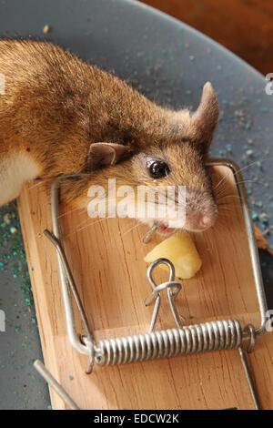 Dead mouse caught in a mouse trap in a shed out building UK Stock Photo