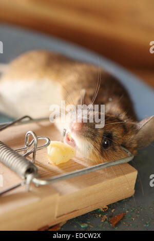 Dead mouse caught in a mouse trap in a shed out building UK Stock Photo