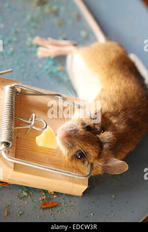 Dead mouse caught in a mouse trap in a shed out building UK Stock Photo