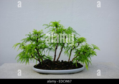 Bonsai trees in the Montreal Botanical Garden greenhouse. Stock Photo