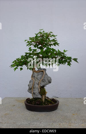 Bonsai trees in the Montreal Botanical Garden greenhouse. Stock Photo