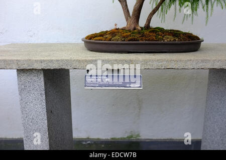 Bonsai trees in the Montreal Botanical Garden greenhouse. Stock Photo