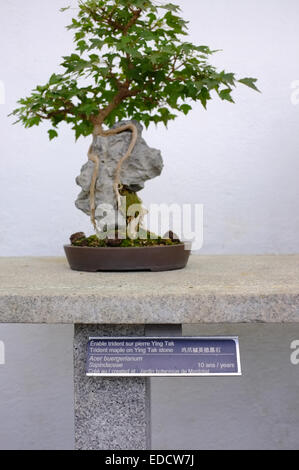 Bonsai trees in the Montreal Botanical Garden greenhouse. Stock Photo