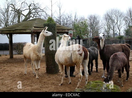 London, UK. 5th Jan, 2015. A zoo keeper feeds llamas during the ZSL London Zoo's annual stocktake of animals in London, UK, on Jan. 5, 2015. The zoo's annual stocktake requires keepers to check on the numbers of each one of over 750 species of animals living in the zoo. Credit:  Han Yan/Xinhua/Alamy Live News Stock Photo
