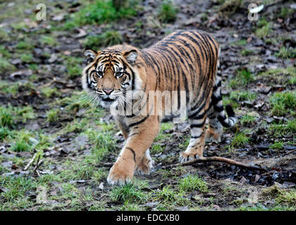 London, UK. 5th Jan, 2015. A Sumatran Tiger walks through its enclosure during the ZSL London Zoo's annual stocktake of animals in London, UK, on Jan. 5, 2015. The zoo's annual stocktake requires keepers to check on the numbers of each one of over 750 species of animals living in the zoo. Credit:  Han Yan/Xinhua/Alamy Live News Stock Photo