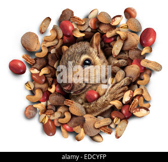 Squirrel nut burst concept as a cute furry rodent emerging from a heap of nuts as a symbol of plentiful food fortune and success. Stock Photo