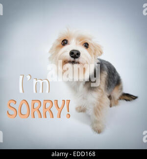 I'm sorry, lovely dog beg pardon and look Stock Photo