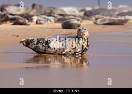 Grey seal on Horsey beach Norfolk, England Stock Photo