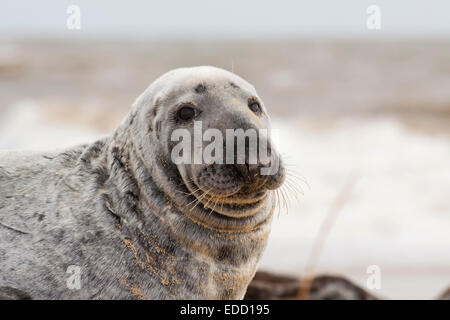 Grey seal Stock Photo