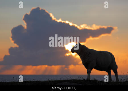 sheep silhouette in front of sunset over the Atlantic seen from Fanad Head in Ireland Stock Photo