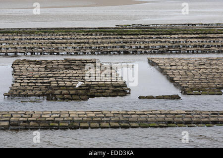 oyster farming in the Loughros Bay near Ardara, County Donegal, Ireland Stock Photo