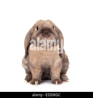 Dwarf lop-eared rabbit breeds Ram. Stock Photo