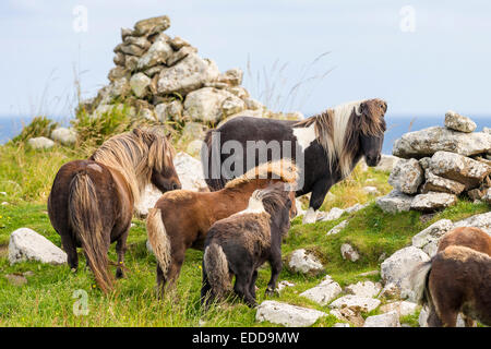 Miniature Shetland Pony Mares foals meadow next rocks Shetlands Unst Stock Photo