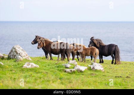 Miniature Shetland Pony Mares foals meadow high above the sea Shetlands Unst Stock Photo