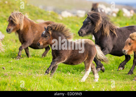 Miniature Shetland Pony Mares foals galloping meadow Shetlands Unst Stock Photo
