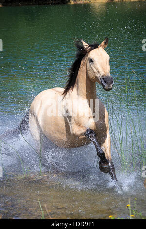 American Quarter Horse Dun gelding galloping out from lake Italy Stock Photo