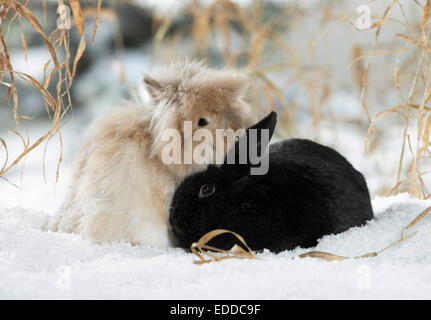 Dwarf Angora Rabbit black Netherland Dwarf Rabbit snow Germany Stock Photo