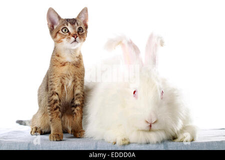 Domestic cat Kitten sitting next white Angora Rabbit blanket Studio picture against white background Stock Photo