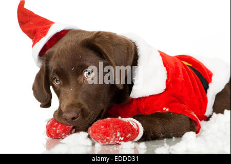 Labrador Retriever. Chocolate puppy dressed as Santa Claus resting with ...