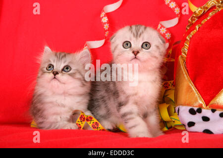 Scottish Fold Two kittens Scottish Straight Scottish Fold paper streamers Studio picture against red background Germany Stock Photo