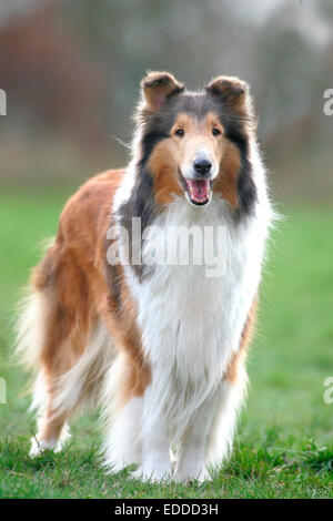 Rough Collie Long-haired Collie Adult dog standing meadow Stock Photo