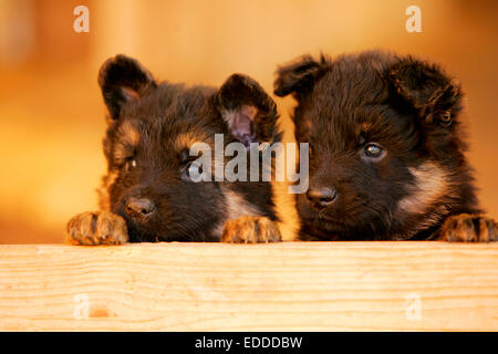 Bohemian Shepherd Two puppies looking over wooden plank Germany Stock Photo