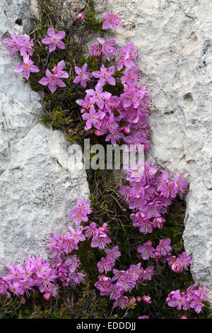 Dwarf Alpenrose Rhodothamnus chamaecistus) flowering crevice Austria Stock Photo