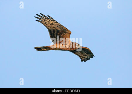 Montagu's Harrier Circus pygargus) adult female flight Germany Stock Photo