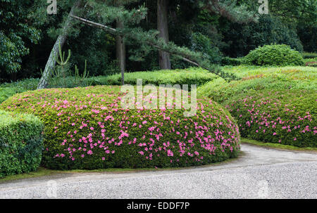 Jiko-in zen temple, Nara, Japan. The 17c garden of white gravel and neatly clipped azaleas, in late spring Stock Photo