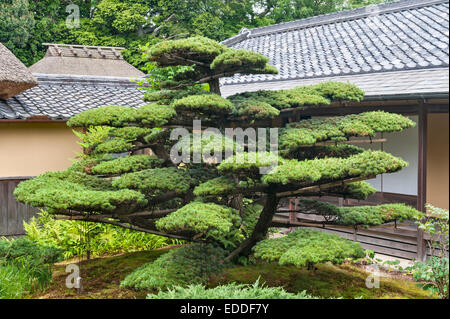 Jiko-in zen temple, Nara, Japan. A carefully trained pine tree in the courtyard Stock Photo