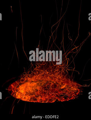 Fire sparks isolated over black background, Embers, beautiful ...