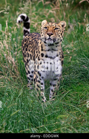 Amur Leopard (Panthera pardus orientalis), adult, native to Asia, captive, England, United Kingdom Stock Photo