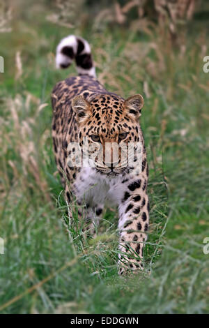 Amur Leopard (Panthera pardus orientalis), adult, stalking, native to Asia, captive, England, United Kingdom Stock Photo