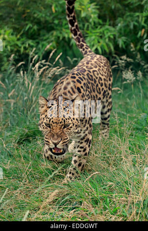 Amur Leopard (Panthera pardus orientalis), adult, stalking, native to Asia, captive, England, United Kingdom Stock Photo