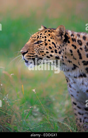 Amur Leopard (Panthera pardus orientalis), adult, native to Asia, captive, England, United Kingdom Stock Photo