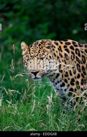 Amur Leopard (Panthera pardus orientalis), adult, native to Asia, captive, England, United Kingdom Stock Photo