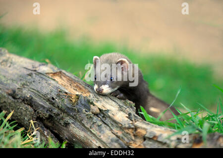 European Polecat (Mustela putorius), young, Surrey, England, United Kingdom Stock Photo