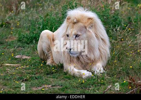 Lion (Panthera leo), adult male, white lion, colour mutation, native to Africa, captive, England, United Kingdom Stock Photo