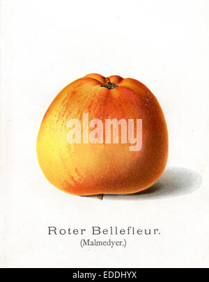 apple, apple variety: Red Bellefleur, Malmedyer Stock Photo