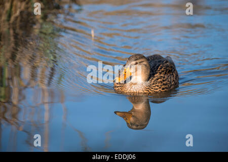 Mallard Duck: Anas platyrhynchos. Female. Sussex, England Stock Photo
