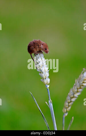 Eurasian Harvest Mouse (Micromys minutus), adult climbing on a wheat ear, Surrey, England, United Kingdom Stock Photo