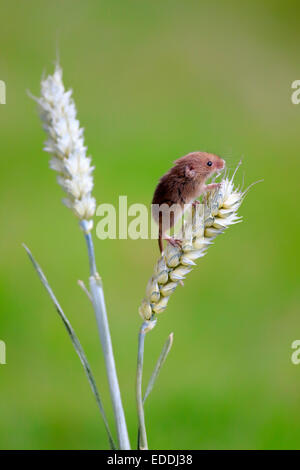 Eurasian Harvest Mouse (Micromys minutus), adult climbing on a wheat ear, Surrey, England, United Kingdom Stock Photo