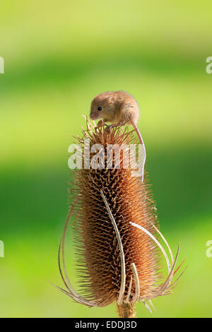Eurasian Harvest Mouse (Micromys minutus), adult climbing on the seed head of a thistle, Surrey, England, United Kingdom Stock Photo