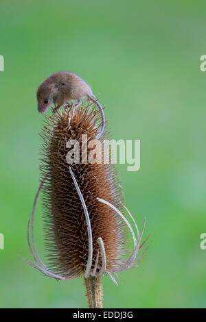 Eurasian Harvest Mouse (Micromys minutus), adult climbing on the seed head of a thistle, Surrey, England, United Kingdom Stock Photo