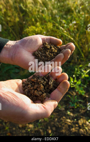 Close up of a man's hands holding soil samples. Stock Photo