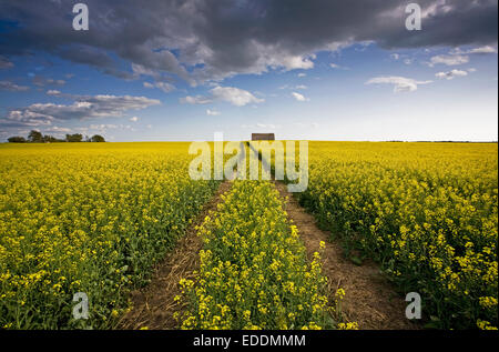 A landscape of flowering canola crops, with yellow flowers. The planted prairie. Stock Photo