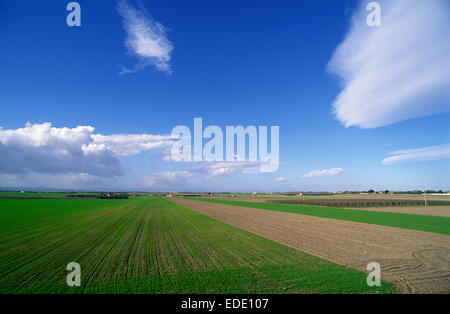 Italy, Puglia, Foggia, Tavoliere delle Puglie Stock Photo