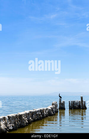 Pelican perched on old pilings in the Salton Sea at Bombay Beach, Imperial County, California, USA Stock Photo
