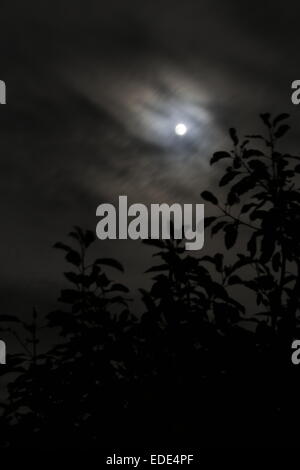 Full moon on a cloudy night through the treetops Stock Photo